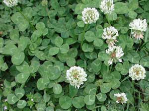 White Clover  Trifolium repens seed